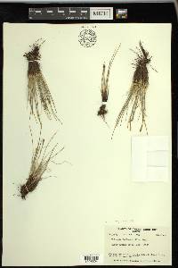 Carex myosuroides image