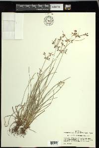 Fimbristylis decipiens image