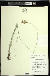 Fimbristylis puberula image