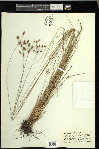 Fimbristylis caroliniana image