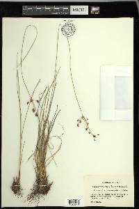 Fimbristylis puberula image