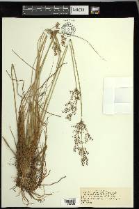 Fimbristylis miliacea image