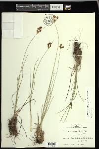 Fimbristylis puberula image