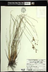 Fimbristylis castanea image