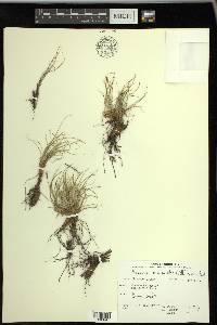 Carex myosuroides image