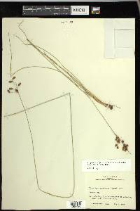 Fimbristylis puberula image