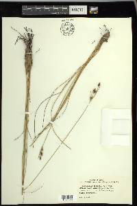 Fimbristylis castanea image