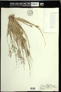 Fimbristylis miliacea image