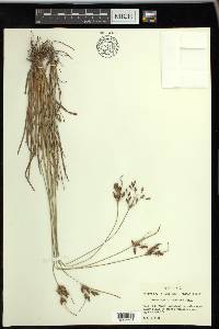 Fimbristylis tomentosa image