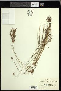 Fimbristylis tomentosa image