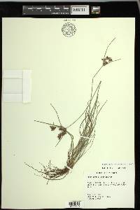 Fimbristylis dichotoma image