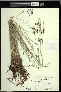 Fimbristylis castanea image