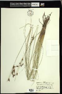 Fimbristylis castanea image