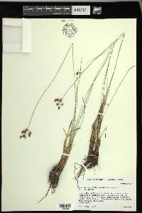 Fimbristylis puberula image