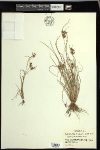 Fimbristylis tomentosa image