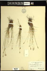 Carex myosuroides image