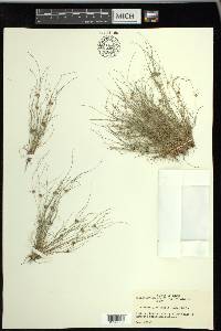 Fimbristylis vahlii image