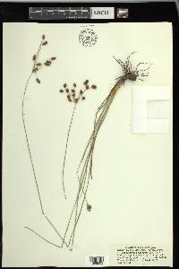 Fimbristylis puberula image