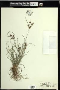 Fimbristylis dichotoma image