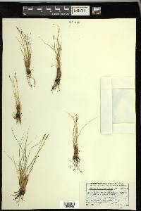 Carex myosuroides image