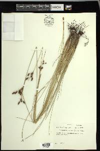 Fimbristylis castanea image