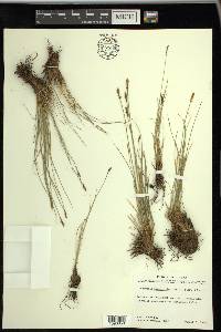 Carex myosuroides image