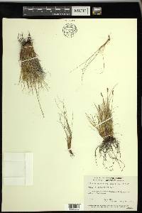 Carex myosuroides image