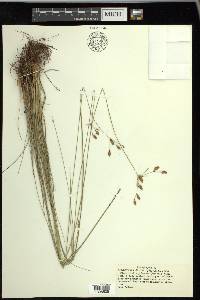 Fimbristylis puberula image