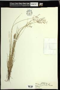 Fimbristylis miliacea image