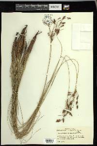 Fimbristylis castanea image