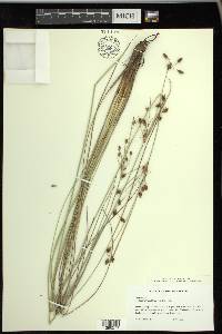 Fimbristylis castanea image