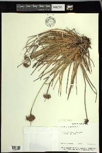 Fimbristylis cymosa image