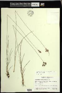 Fimbristylis puberula image