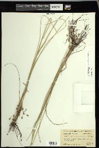 Fimbristylis caroliniana image