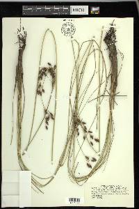 Fimbristylis castanea image