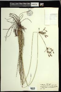 Fimbristylis castanea image