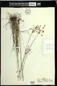 Fimbristylis puberula image