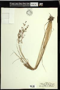 Fimbristylis miliacea image