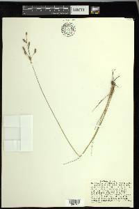 Fimbristylis caroliniana image