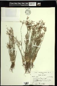 Fimbristylis miliacea image