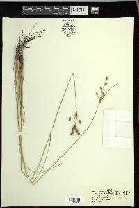 Fimbristylis castanea image