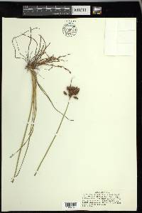 Fimbristylis caroliniana image