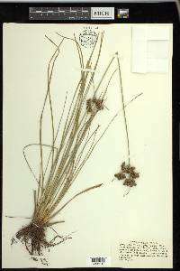 Fimbristylis caroliniana image