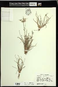 Fimbristylis decipiens image