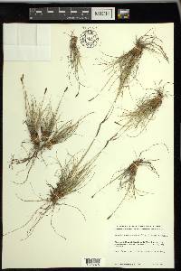 Carex myosuroides image