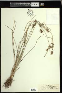 Fimbristylis dichotoma image