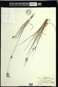 Fimbristylis tomentosa image