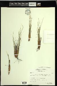 Carex myosuroides image