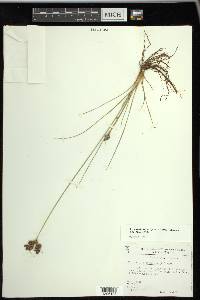 Fimbristylis caroliniana image