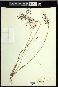 Fimbristylis miliacea image